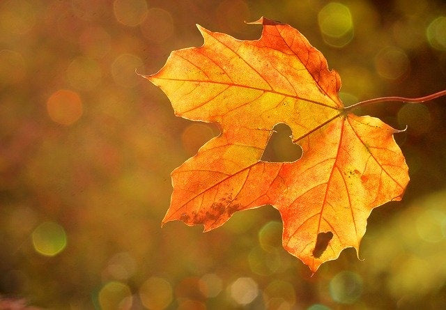 Herbst der Erleuchtung